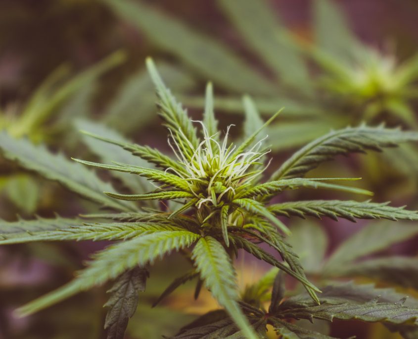 ACBDPhoto cbd photo